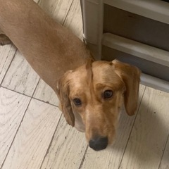 ダックス②