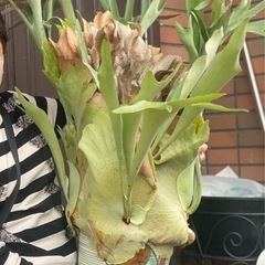 大型　ビカクシダ　こうもりらん