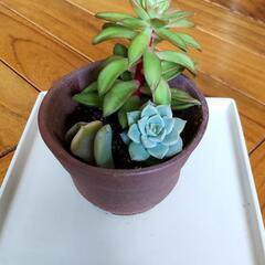 多肉植物よせ植え***の画像