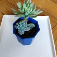 多肉植物よせ植え***の画像