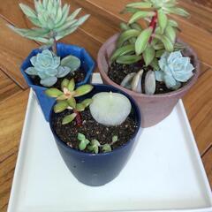 多肉植物よせ植え***