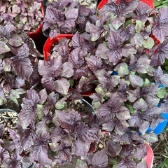 赤紫蘇の苗（５月限定残りわずか）