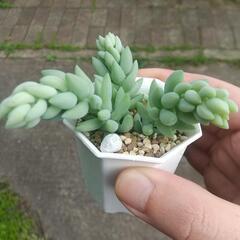 多肉植物 玉つづり