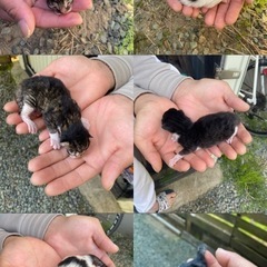 保護猫 里親募集【1週間後】