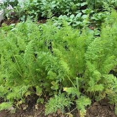 人参の葉っぱ無農薬