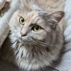 クリーム色長毛　4才少し怖がり　