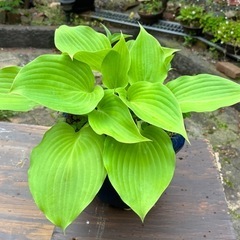 ギボウシ(ホスタ)  シルバーストリート　植木 の画像
