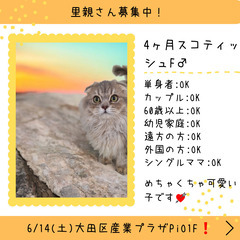 里親募集中！生後3ヶ月スコテッシュフォールド♂(⋈◍＞◡＜◍)。✧♡ 