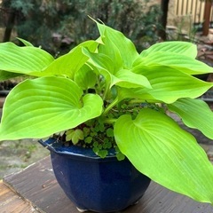 ギボウシ(ホスタ)  シルバーストリート　植木 の画像