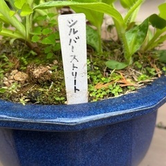 ギボウシ(ホスタ)  シルバーストリート　植木 の画像