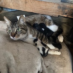 キジトラ 飼い主探しています