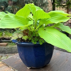 ギボウシ(ホスタ)  シルバーストリート　植木 の画像