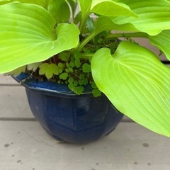 ギボウシ(ホスタ)  シルバーストリート　植木 の画像