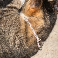 キジトラ 飼い主探しています - 秋田市