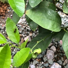 アゲハ蝶　幼虫