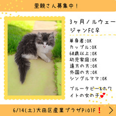 里親募集中！3ヶ月ノルウェージャンフォレストキャット♂ブルータビ...