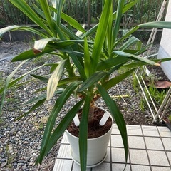 観葉植物あげます