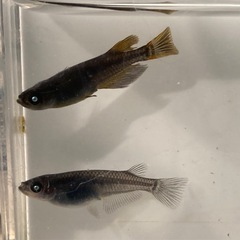 黒メダカ　ブルーアイ　1ペア
