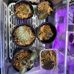 ピベル２種類　➕ベゴニア3種類➕エスピシア の画像