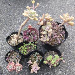 多肉植物　色々セット