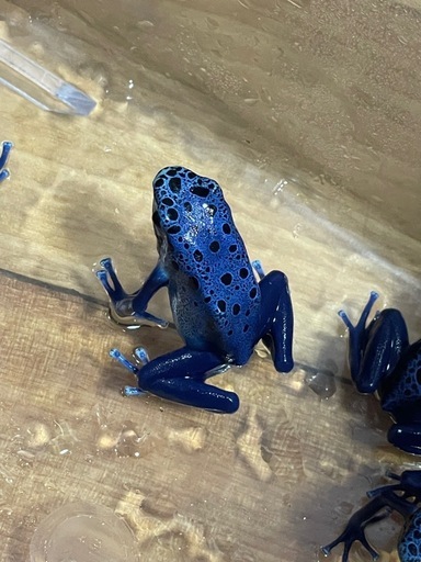 コバルトヤドクガエル1