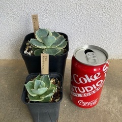 アガベ　トレードウィンズ（子株）の画像