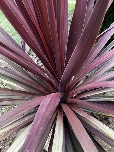 赤ドラセナ幹太