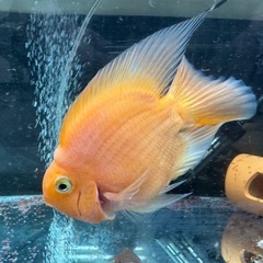 イエローパロット　約15cmの画像