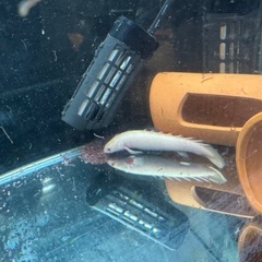 ポリプテルスセネガルス　アルビノ　約12cmの画像