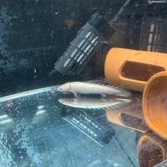 ポリプテルスセネガルス　アルビノ　約12cmの画像