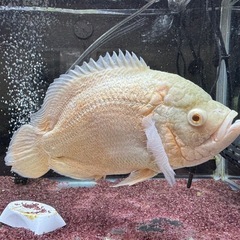 アルビノオスカー　約20cm