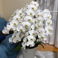胡蝶蘭　特大‼️