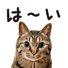 竹内まりやさん　やりませんか？
