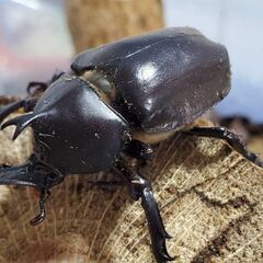 ブラックアイブラックボディ！国産カブトムシ成虫のオスメスペア（北海道産）フリーサイズの画像