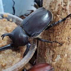 ブラックアイブラックボディ！国産カブトムシ成虫のオスメスペア（北海道産）フリーサイズの画像