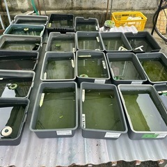 メダカ めだか展示会 明日まで最大50%off！