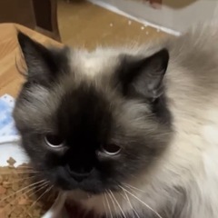 ミックス猫　3歳ぐらい　姫路市香寺町