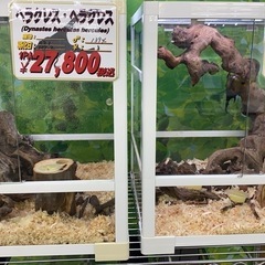 ☆ヘラクレス幼虫☆【ギネス血統OAKS】【極太メテオ血統】幼虫2種【カブト虫】カブトムシの画像