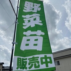 
野菜苗各種　1個¥50