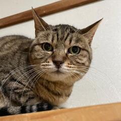 🐱少し困り顔な女の子🐱