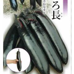 ナス苗
