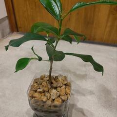 観葉植物　ガジュマル　水挿し発根