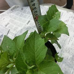 ◎ほうずき５本程入ってます、株分けして増やしてください、赤い綺麗な実（花）が咲きます、５ポット程あります画像参照。★お手数をおかけしますプロフィール必読ですの画像