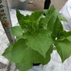 ◎ほうずき５本程入ってます、株分けして増やしてください、赤い綺麗な実（花）が咲きます、５ポット程あります画像参照。★お手数をおかけしますプロフィール必読ですの画像