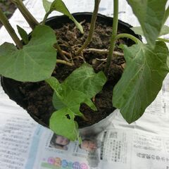 ◎ほうずき５本程入ってます、株分けして増やしてください、赤い綺麗な実（花）が咲きます、５ポット程あります画像参照。★お手数をおかけしますプロフィール必読ですの画像