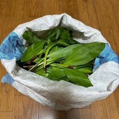早い者勝ち！行者ニンニク