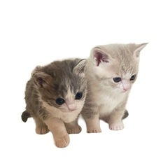 2025年2月27日生まれの女の子（2匹）の猫の里親さんになって...