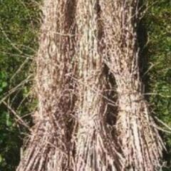 ㉞わらです！畑の敷き藁にオススメ❗️
愛知県瀬戸市産、稲藁❗️