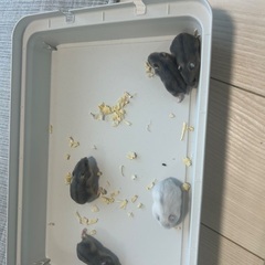 ジャンガリアンハムスター