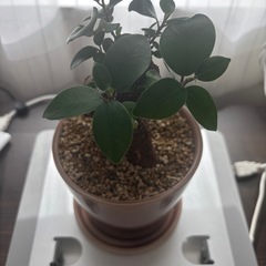 元気なガジュマルの画像